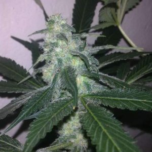 Семена Nirvana Seeds Swiss Cheese (Автоцветущие феминизированные)