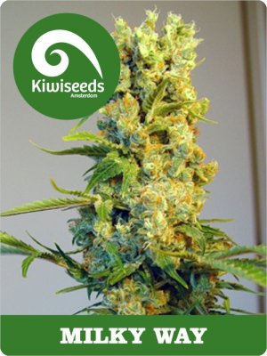 Семена Kiwi Seeds Milky Way (Обычные)