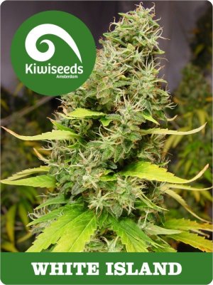 Семена Kiwi Seeds White Island (Феминизированные)