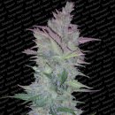 Paradise Seeds Vertigo (Автоцветущие феминизированные)