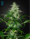 Green House Seed Co. Kalashnikova Auto (Автоцветущие феминизированные)